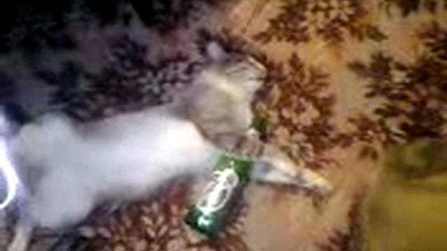 Бухой кот-Снежок