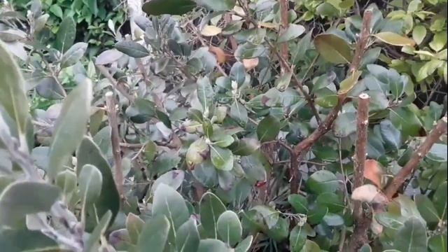 Pineapple guava / feijoa that I cut back hard in February is bursting with new growth.