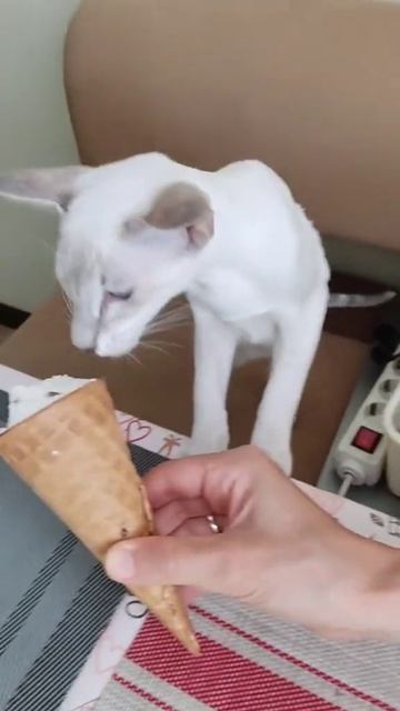 сиамская кошка