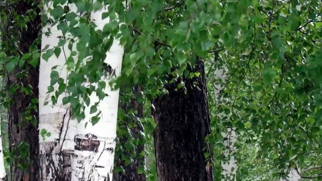 Колыбельная дождя Ст.  Ольги Бурлака Муз. и вокал Анны Маковецкой Видеомонтаж  Елены Рыжаковой
