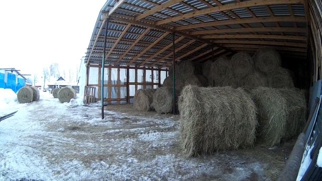 Оттепель к лени. Подвоз сена поближе. Как портятся рулоны снизу в сеновале.