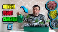 ПОЧЕМУ ГИБНУТ САЖЕНЦЫ ВИНОГРАДА В ПЕРВЫЙ МЕСЯЦ ПОСЛЕ УКОРЕНЕНИЯ? СЕВЕРНЫЙ ВИНОГРАДНИК 25-09