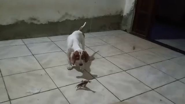pointer ingles 50 dias