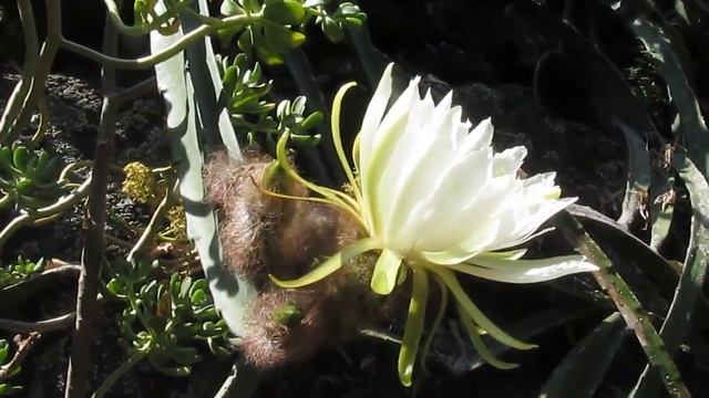 Succulents: Hylocereus Species in Bloom
