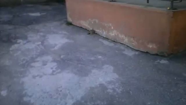 LPS:встреча