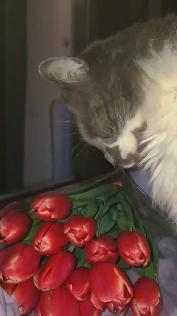 с 8 марта девочки💕🌷