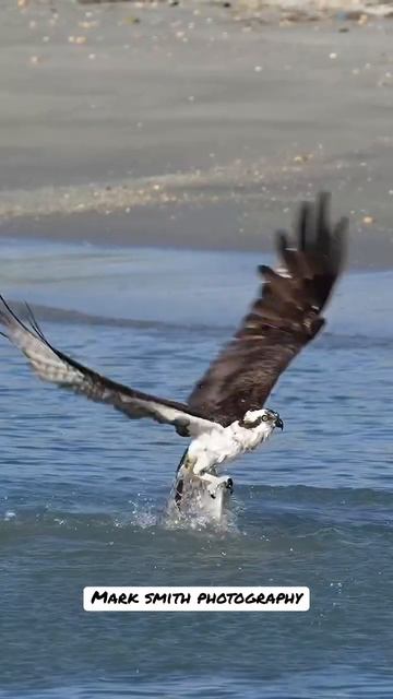 Amazing Osprey pulls huge fish from the shallows. #wildlife #bird #birdsofprey #fishing #marksmith