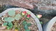 SUNDAY WINTER GARDEN OVERVIEW ll STRAWBERRY 🍓 ପୁରା READY ll ମୁଁ ବହୁତ ଖୁସି ll ମୋ ସୁନ୍ଦର ବଗିଚା ll 202