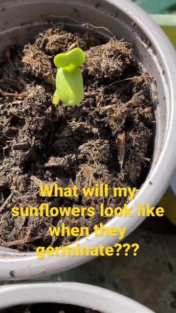 Beginners guide to growing sunflowers.. germination