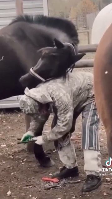 у лошади тоже есть душа
