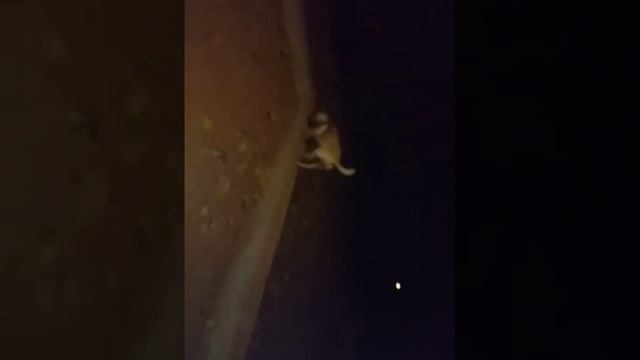 Собака ЛЮДОЕД но стесняется. Гоа. Арамболь.