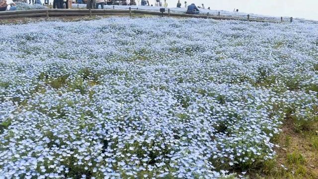 【4K】Japan Nemophila | Hitachi Seaside Park | JAPAN TOUR