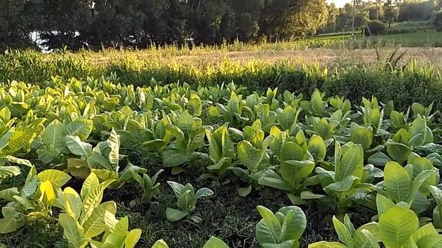 Будни табаковода