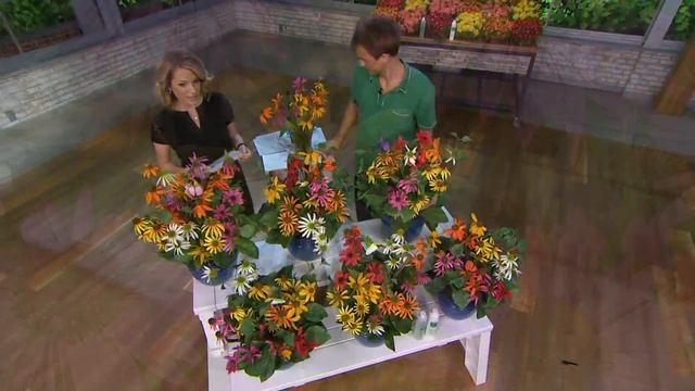 Roberta's 6-pc. Color Full Cheyenne Spirit Echinacea on QVC