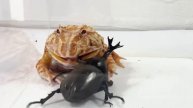 Beetle vs horned frog