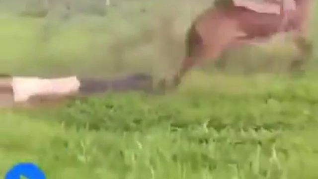 Ржу не могу))