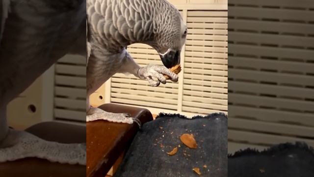 Жако ест корм в замедленной съемке