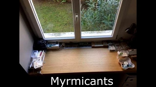 Présentation de VOS nids, fourmilières et installations de fourmis - Episode 2