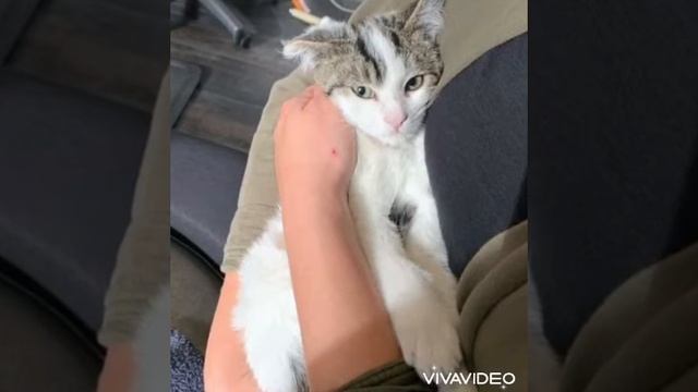 Маленький грязный котенок сидел на крыльце, заглядывая в дом людей...