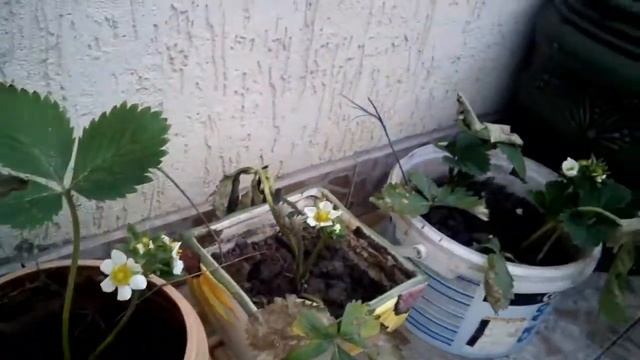 Полуниця на балконі