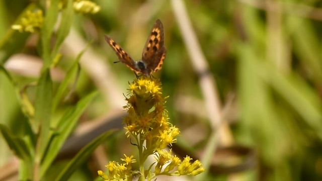 Small Copper on Canada Goldenrod ベニシジミ＠セイタカアワダチソウ吸蜜
