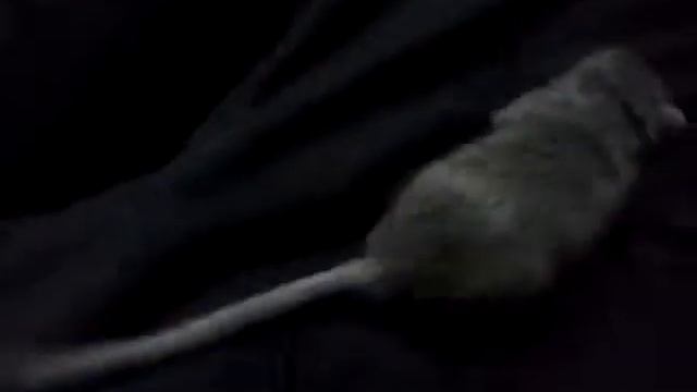Ручная песчанка