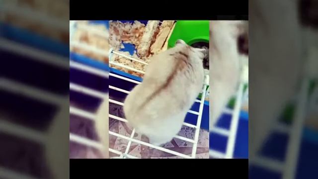 Хомяки танцуют под песню Луи