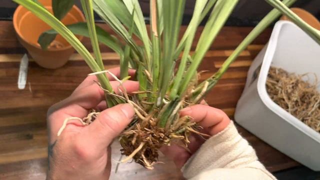 Gongora Grossa Repot #gongorarepotvideo #rareorchids