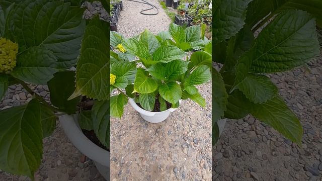 Результат координаной обрезки крупнолистной гортензии😍