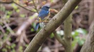 さようなら ルリビタキ♂・♀:瑠璃鶲:Tarsiger cyanurus:Red flanked Bushrobinー神戸市修法ヶ原ー2019 04 17