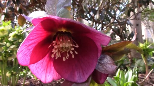 Bulb Log Video Diary Supplement 01 03 16
