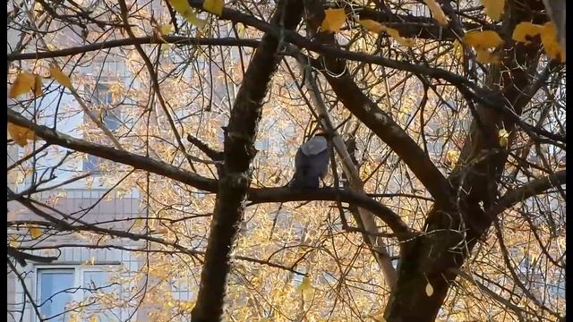 Рябина 20141020