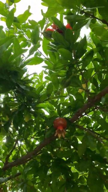 😊Растёт  и Цветёт  Гранат  | Пение Птиц в Саду. Релакс #birds #forest #flower #fruits #shorts #life