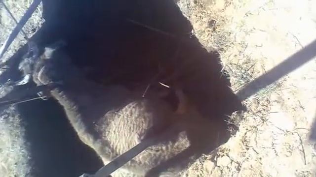 вытаскиваем Корову с ямы!! чуть не убилась((