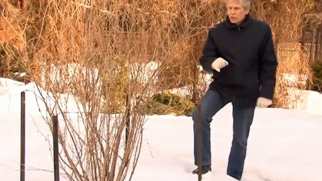 Защита кустов после зимы