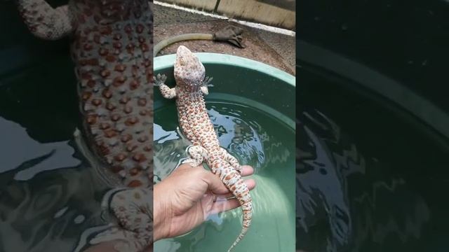 Cara cepat menjinakan tokek yang liar..!!!
