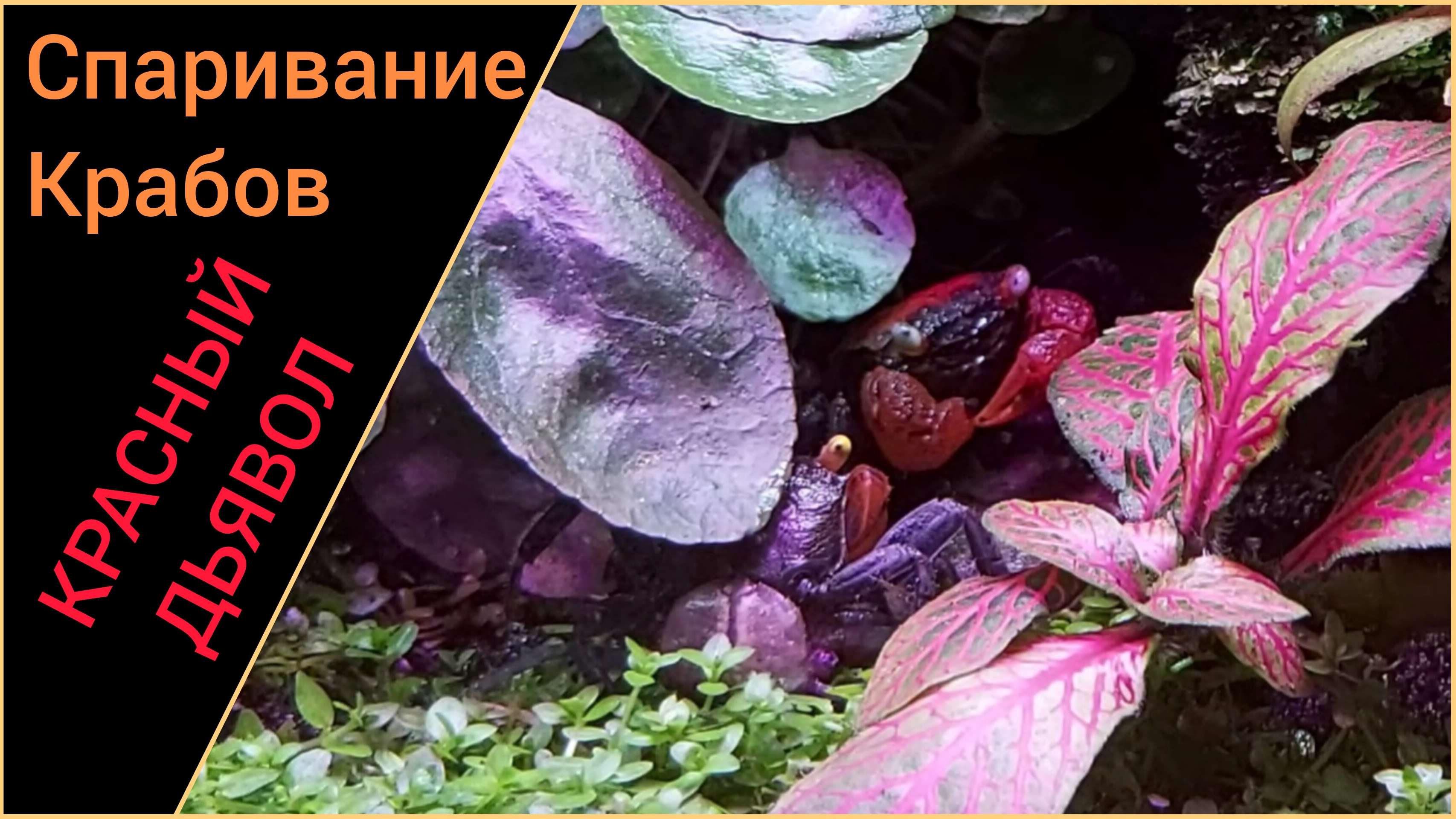 Любовный треугольник. Спаривание крабов Красный Дьявол.