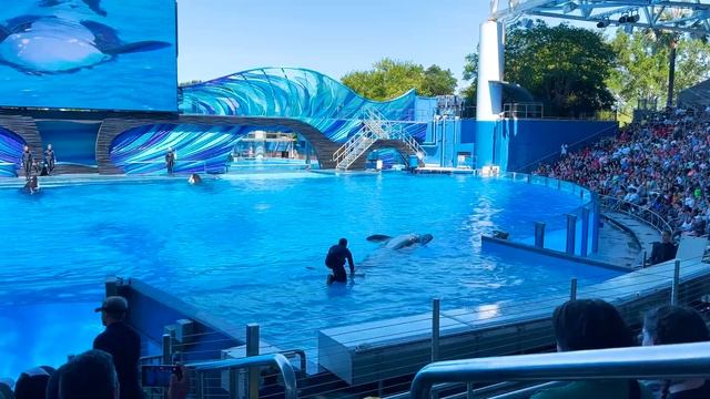 Orca Encounter A Killer Whale Experience 2022 Full Show  | SeaWorld Orlando