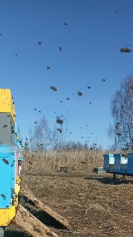 8 марта! Пчёлы полетели! Владимирская область.
