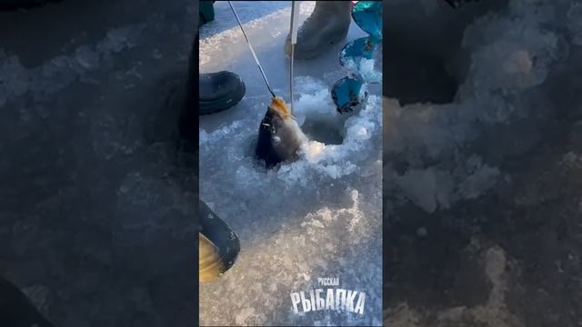 Пришлось разбуривать, чтобы вытащить такого порося!