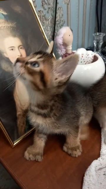 Малыши абиссины и Мейкун