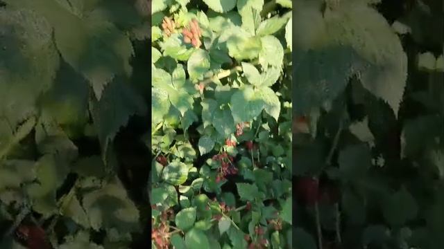 ежевика