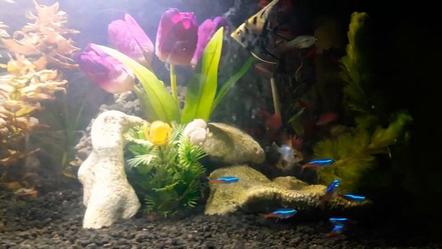 #ramirezi #AQUASCAPE