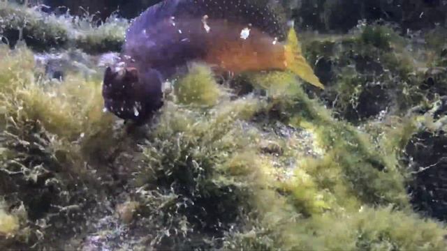 Starry Blenny eating blue hair algae
