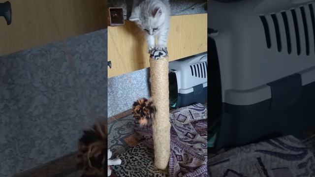 Британская коротко шерстная
