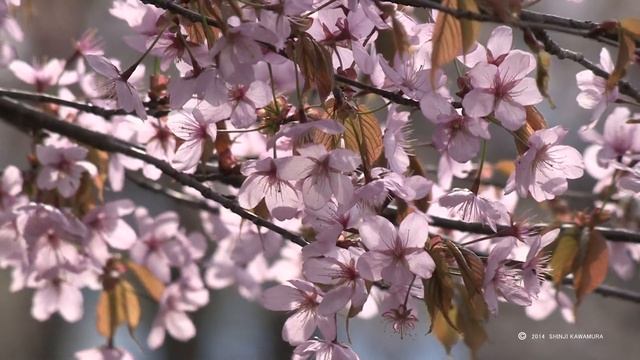 富良野さくらロード　Furano, Hokkaido cherry load