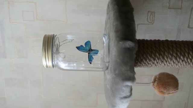 Моя бабочка :)