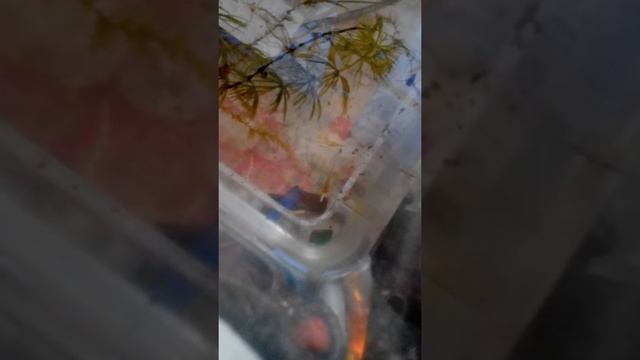 2х недельный тритон ест гусеницу