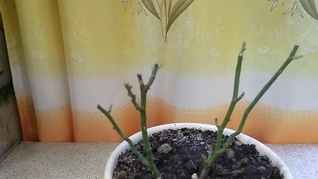 Как сохранить розу, купленную в горшке. 1 ч.