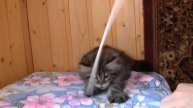 Iris Oka Coon. 2 месяца